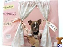 boston terrier puppy posted by tcuppuppiesforsale5