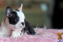 boston terrier puppy posted by tcuppuppiesforsale5