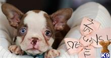 boston terrier puppy posted by tcuppuppiesforsale5