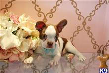 boston terrier puppy posted by tcuppuppiesforsale5