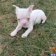 boston terrier puppy posted by tcuppuppiesforsale5