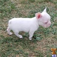 boston terrier puppy posted by tcuppuppiesforsale5