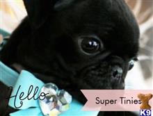 boston terrier puppy posted by tcuppuppiesforsale5