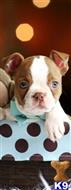 boston terrier puppy posted by tcuppuppiesforsale5