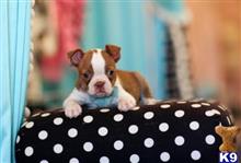 boston terrier puppy posted by tcuppuppiesforsale5