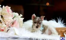 miniature schnauzer puppy posted by tcuppuppiesforsale5