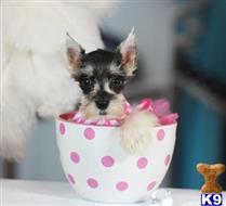 miniature schnauzer puppy posted by tcuppuppiesforsale5