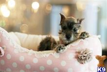 miniature schnauzer puppy posted by tcuppuppiesforsale5