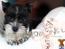 miniature schnauzer puppy posted by tcuppuppiesforsale5