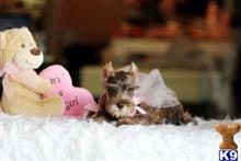 miniature schnauzer puppy posted by tcuppuppiesforsale5