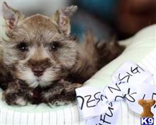 miniature schnauzer puppy posted by tcuppuppiesforsale5