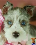 miniature schnauzer puppy posted by tcuppuppiesforsale5