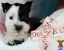 miniature schnauzer puppy posted by tcuppuppiesforsale5