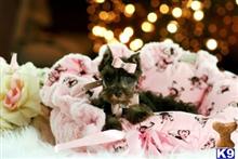 miniature schnauzer puppy posted by tcuppuppiesforsale5