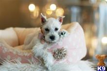 miniature schnauzer puppy posted by tcuppuppiesforsale5