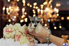 miniature schnauzer puppy posted by tcuppuppiesforsale5