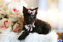 miniature schnauzer puppy posted by tcuppuppiesforsale5
