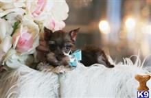 miniature schnauzer puppy posted by tcuppuppiesforsale5