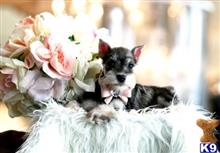 miniature schnauzer puppy posted by tcuppuppiesforsale5