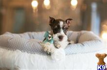 miniature schnauzer puppy posted by tcuppuppiesforsale5