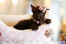 miniature schnauzer puppy posted by tcuppuppiesforsale5