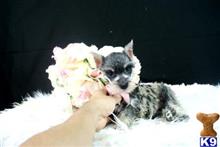 miniature schnauzer puppy posted by tcuppuppiesforsale5