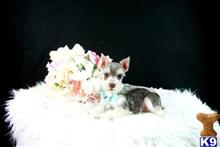miniature schnauzer puppy posted by tcuppuppiesforsale5