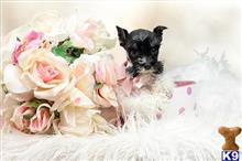 miniature schnauzer puppy posted by tcuppuppiesforsale5