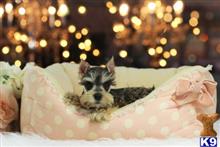 miniature schnauzer puppy posted by tcuppuppiesforsale5