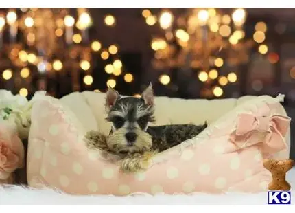 Miniature Schnauzer