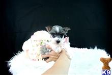 miniature schnauzer puppy posted by tcuppuppiesforsale5