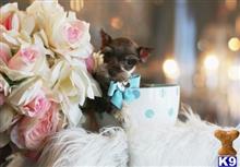 miniature schnauzer puppy posted by tcuppuppiesforsale5