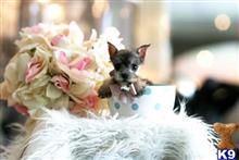 miniature schnauzer puppy posted by tcuppuppiesforsale5