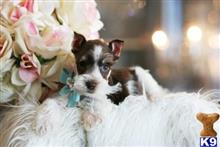 miniature schnauzer puppy posted by tcuppuppiesforsale5