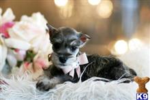 miniature schnauzer puppy posted by tcuppuppiesforsale5