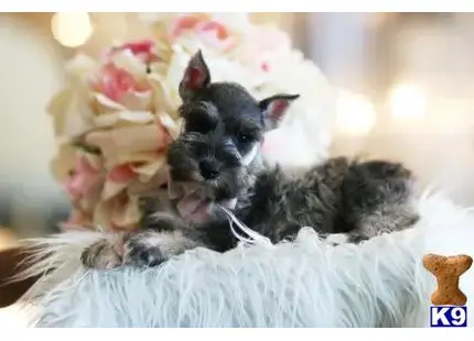 Miniature Schnauzer