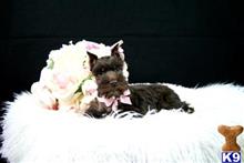 miniature schnauzer puppy posted by tcuppuppiesforsale5