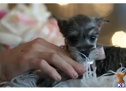 Miniature Schnauzer