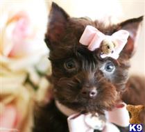 miniature schnauzer puppy posted by tcuppuppiesforsale5