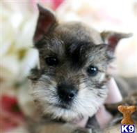 miniature schnauzer puppy posted by tcuppuppiesforsale5