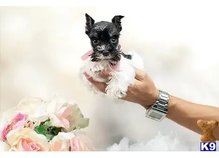 Miniature Schnauzer