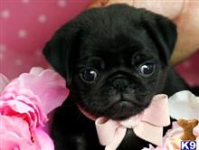 pug puppy posted by tcuppuppiesforsale5