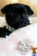 pug puppy posted by tcuppuppiesforsale5