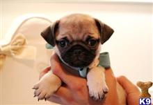 pug puppy posted by tcuppuppiesforsale5