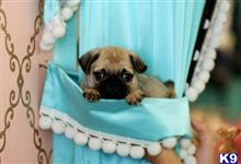 pug puppy posted by tcuppuppiesforsale5