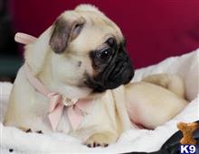 pug puppy posted by tcuppuppiesforsale5