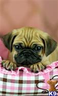pugs for sale in milwaukee pug puppies for sale pugs for sale in milwaukee pug puppies for sale