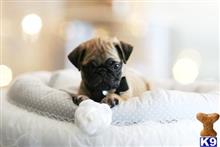 pug puppies for sale bakersfield ca pug puppies for sale pug puppies for sale bakersfield ca pug puppies for sale