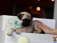 pug puppy posted by tcuppuppiesforsale5