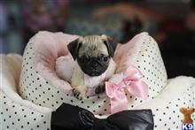 pug puppy posted by tcuppuppiesforsale5